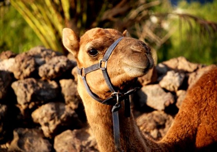 Camel in Tenerife's Camel Park